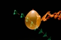 globo-ii.jpg